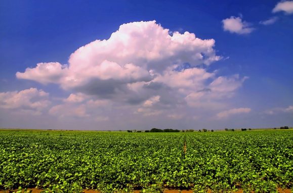 Three “vegetarian” foods that are highly destructive for the planet (and why meat is much worse)