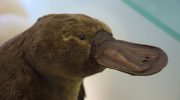 When they discovered it, scientists thought the platypus was a hoax