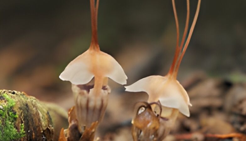 A fairy was hiding in plain sight in a Malaysian park