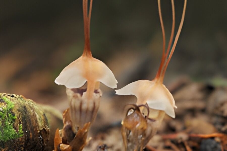 A fairy was hiding in plain sight in a Malaysian park