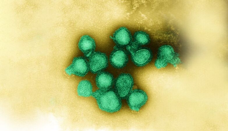 What makes the K subclade different? Here’s what you need to know about the “superflu”
