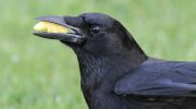 Paranoia, Funerals, Justice, Business: Crows Are Awesome for 13 Reasons