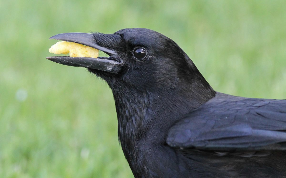 Paranoia, Funerals, Justice, Business: Crows Are Awesome for 13 Reasons