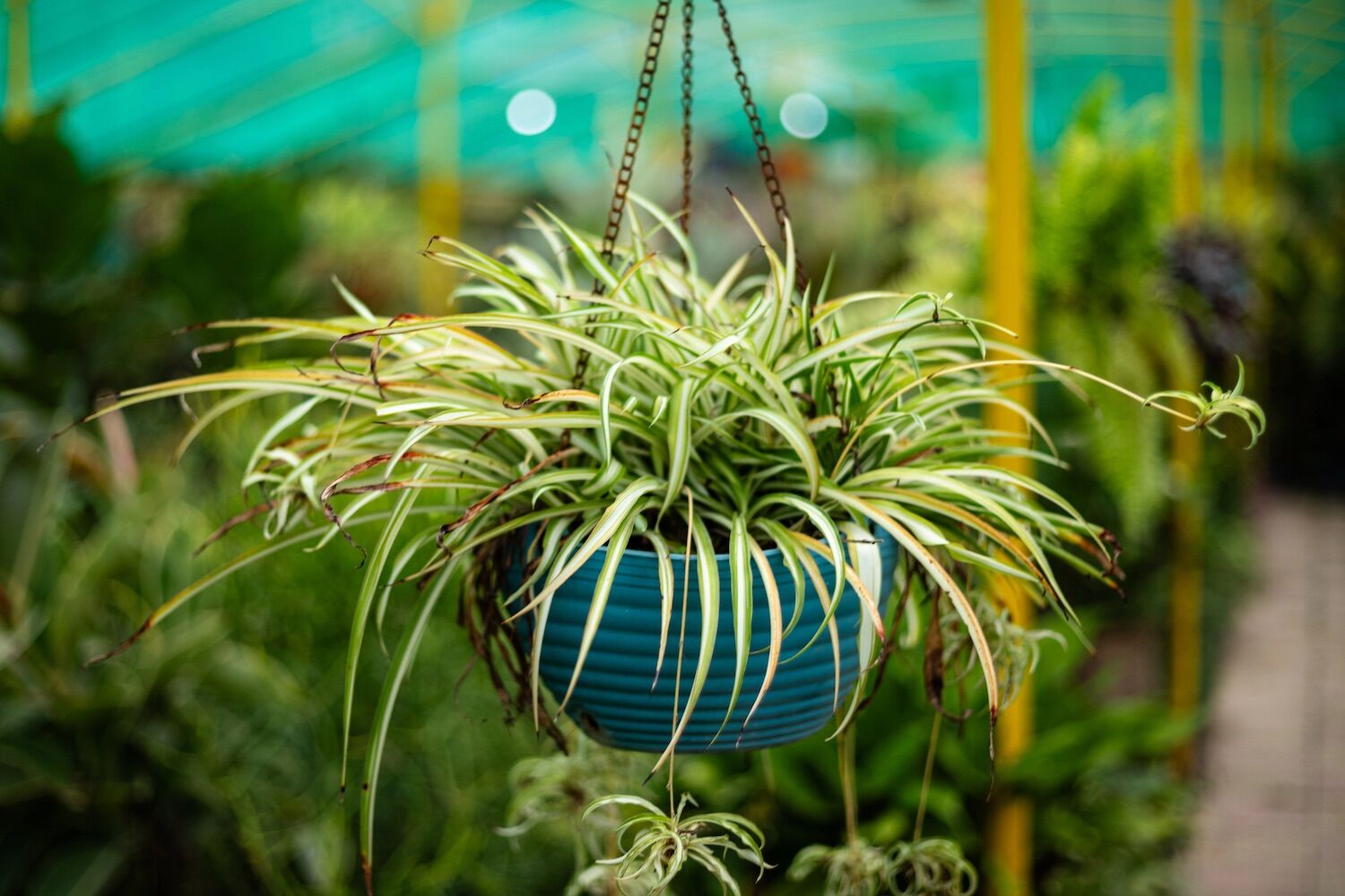 “Maternal care” in plants observed for the first time