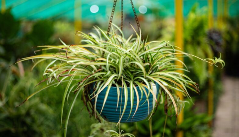 “Maternal care” in plants observed for the first time