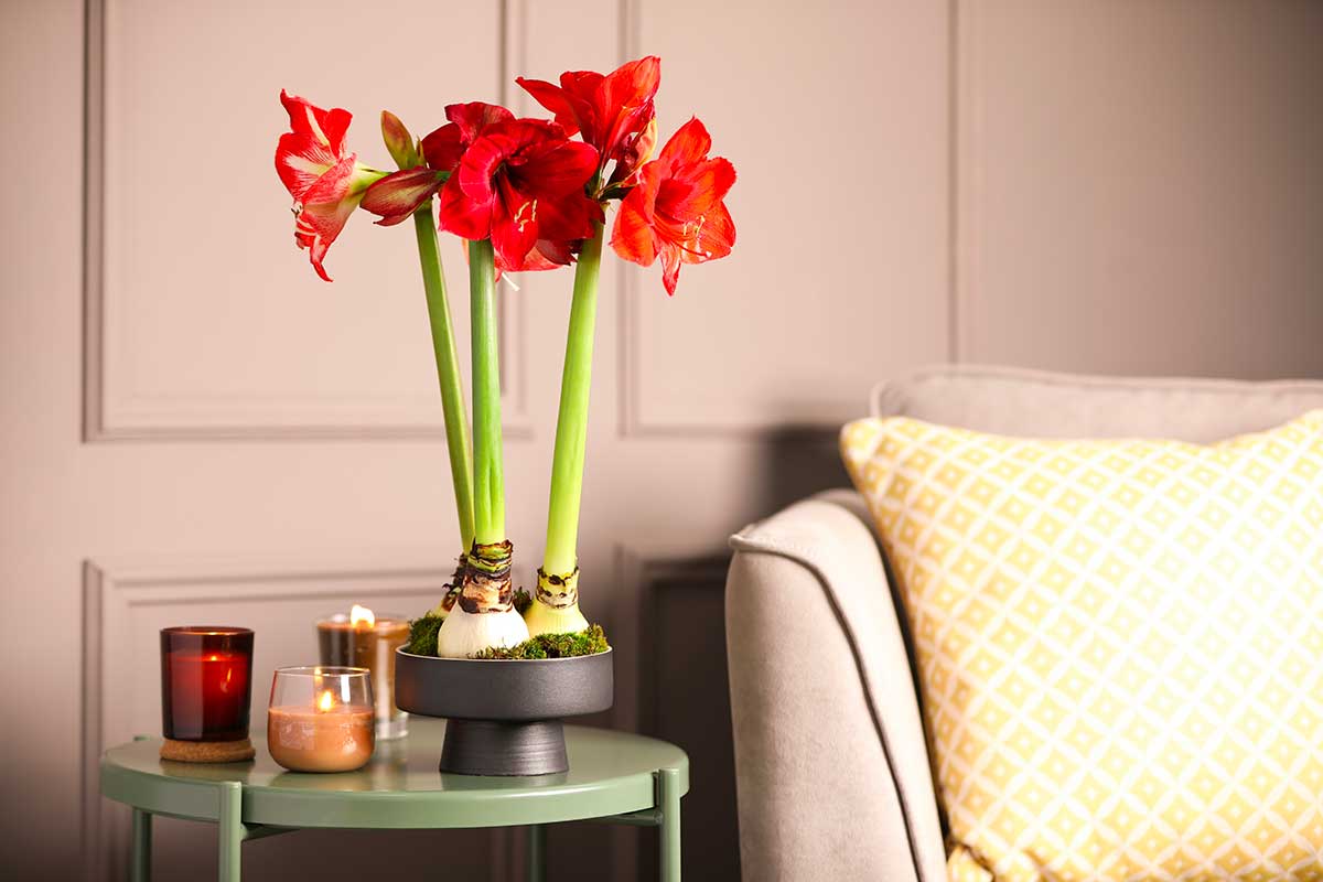 Amaryllis bulb ideal for Christmas