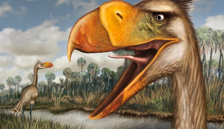 Giant “terror bird” couldn’t fly, but haunted an entire continent millions of years ago