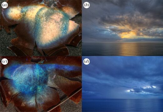 Reindeer eyes do something incredible when winter comes