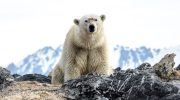 “Unique group” of polar bears found to have evolved to survive in the modern world