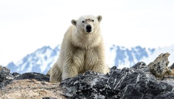 “Unique group” of polar bears found to have evolved to survive in the modern world