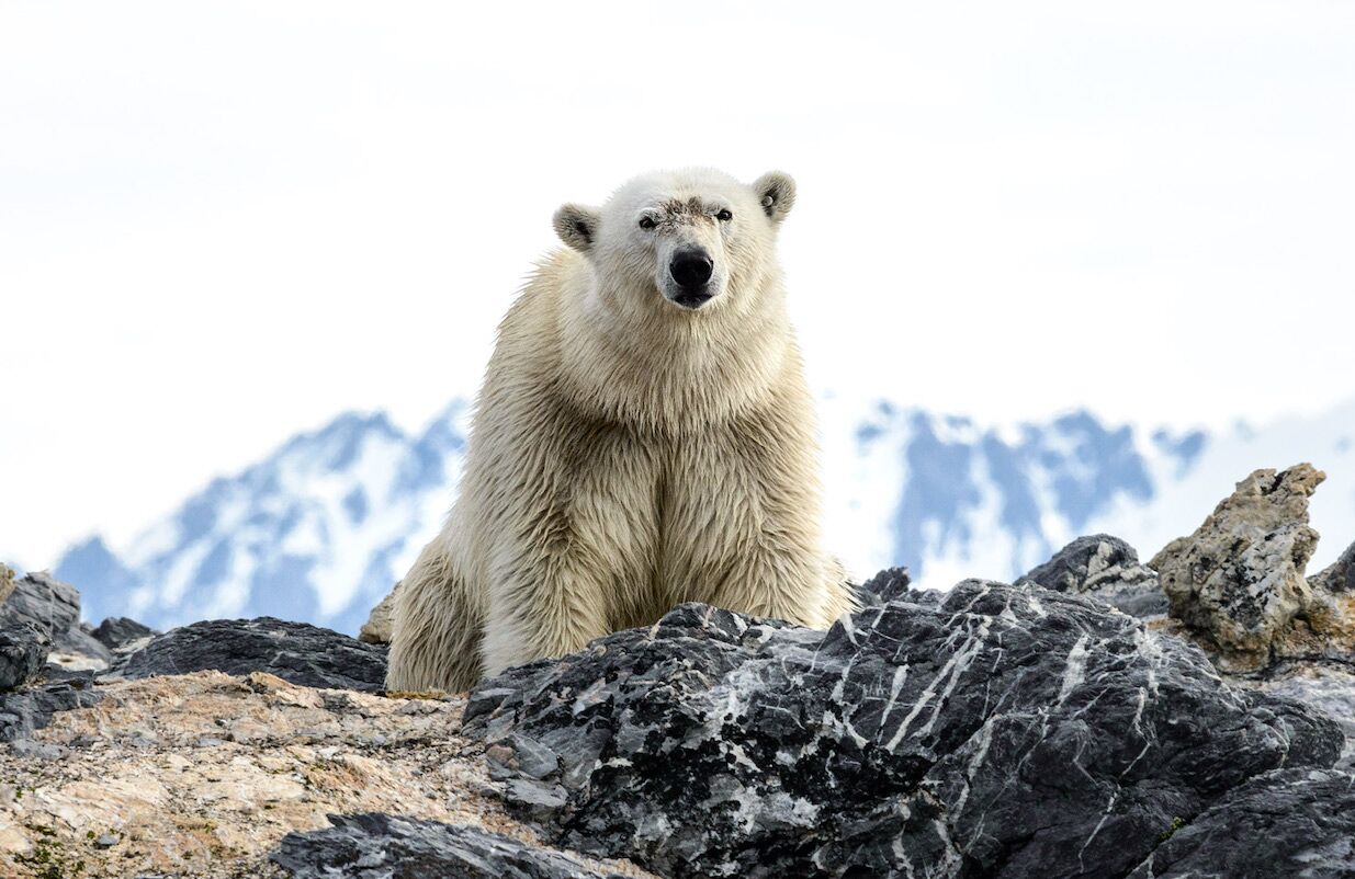 “Unique group” of polar bears found to have evolved to survive in the modern world