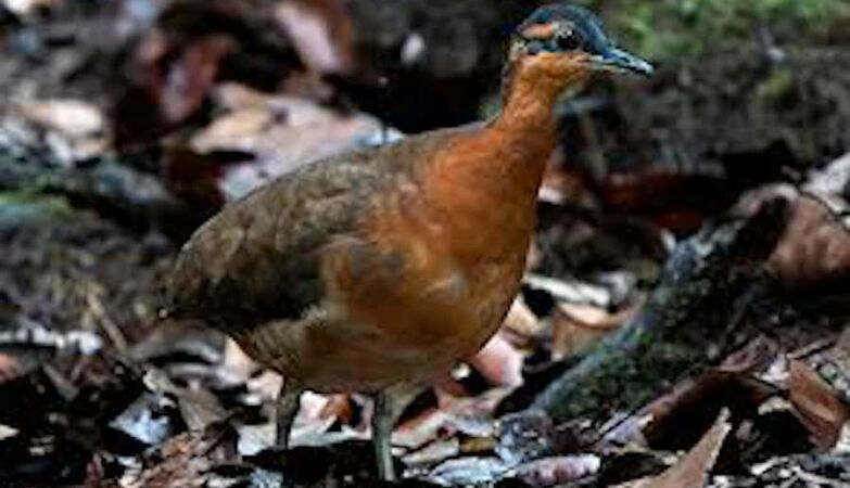 100% “good”. Newly discovered bird is not the dodo, but it has the same problem