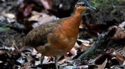 100% “good”. Newly discovered bird is not the dodo, but it has the same problem