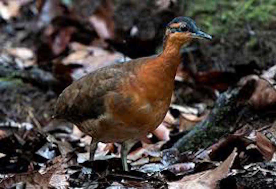 100% “good”. Newly discovered bird is not the dodo, but it has the same problem