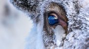 Reindeer eyes do something incredible when winter comes
