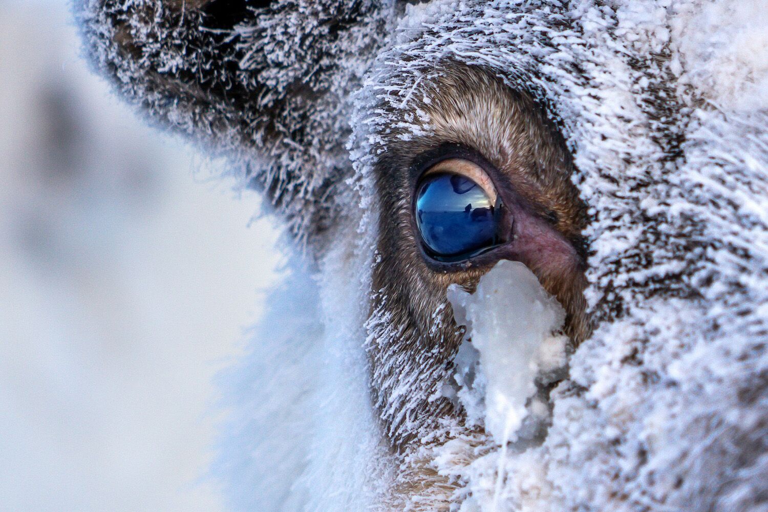 Reindeer eyes do something incredible when winter comes