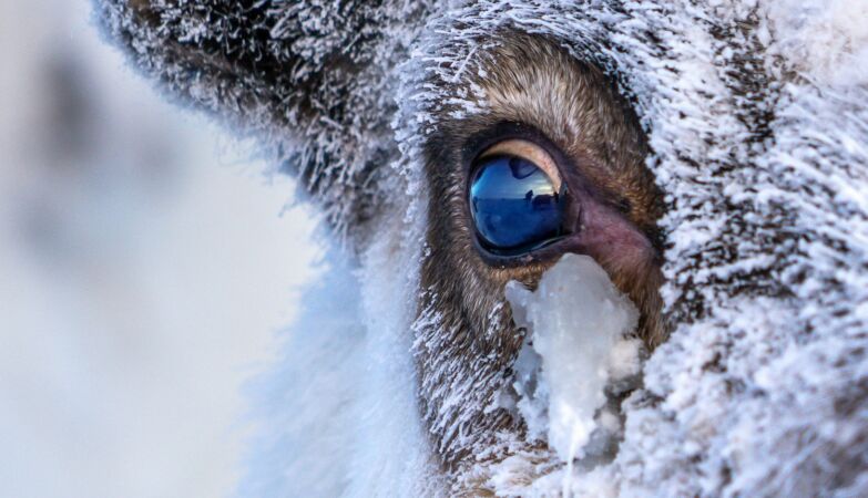 Reindeer eyes do something incredible when winter comes