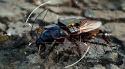 A German startup is turning cockroaches into spy cyborgs