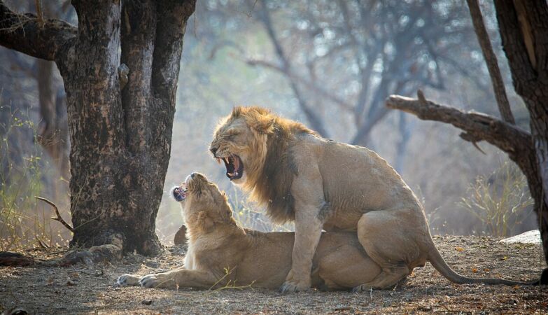 Human life expectancy could increase by up to 20%. Just stop playback