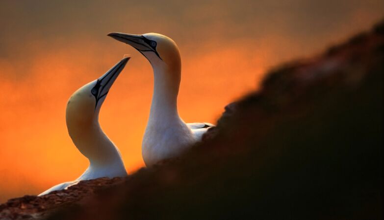 The controversial “bird theory” could indicate a crisis in the relationship