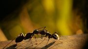 Young ants also beg for euthanasia when they are sick