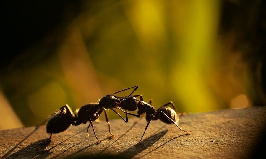 Young ants also beg for euthanasia when they are sick