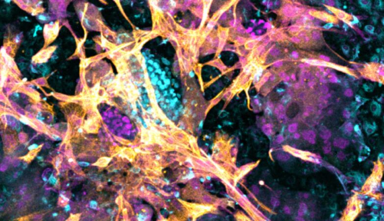 “Tremendous progress.” Scientists successfully implant embryo into artificial endometrium