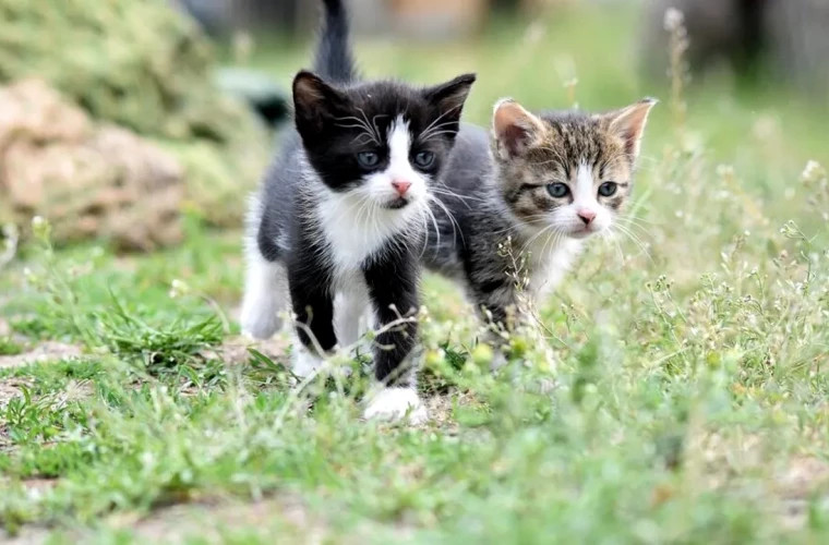 The Netherlands confirms the first case of bird flu in cats