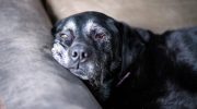 Can dogs get Alzheimer's? How canine dementia can be recognized