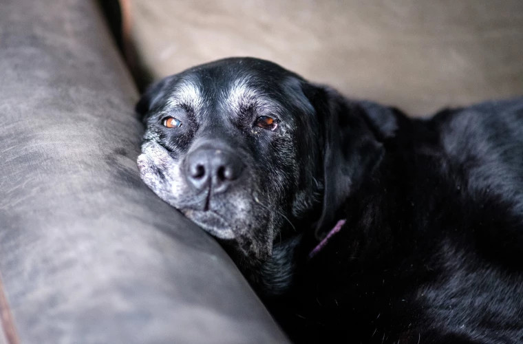 Can dogs get Alzheimer's? How canine dementia can be recognized