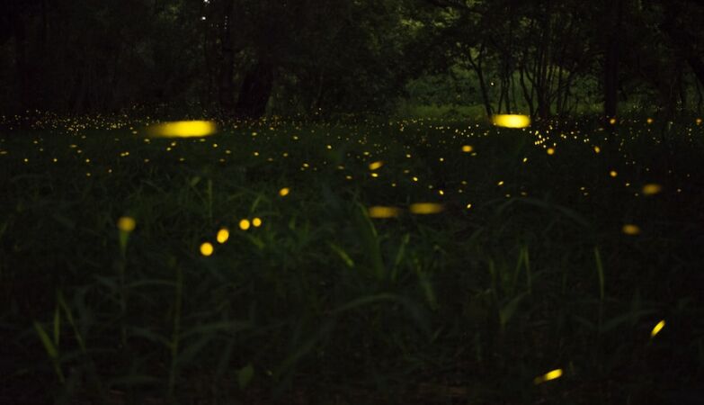 Do advanced extraterrestrial civilizations communicate like fireflies?