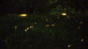 Do advanced extraterrestrial civilizations communicate like fireflies?