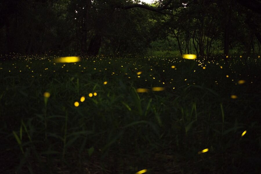 Do advanced extraterrestrial civilizations communicate like fireflies?
