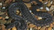 “Strange” species of ancient snake discovered in England