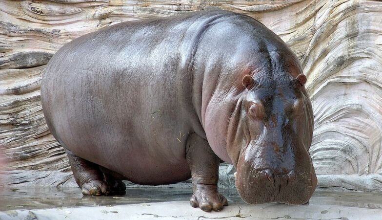 Hippos are not fat: they are elite bodybuilders