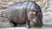 Hippos are not fat: they are elite bodybuilders