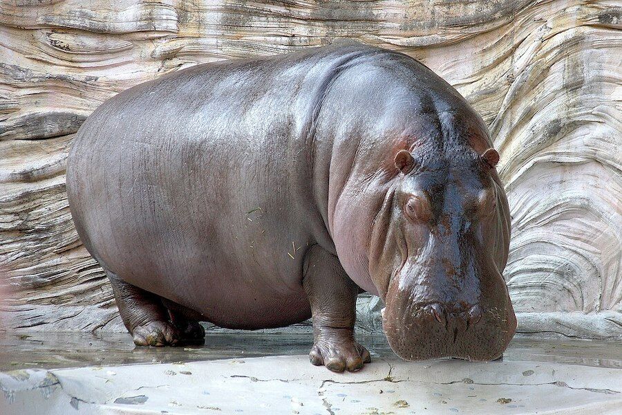 Hippos are not fat: they are elite bodybuilders