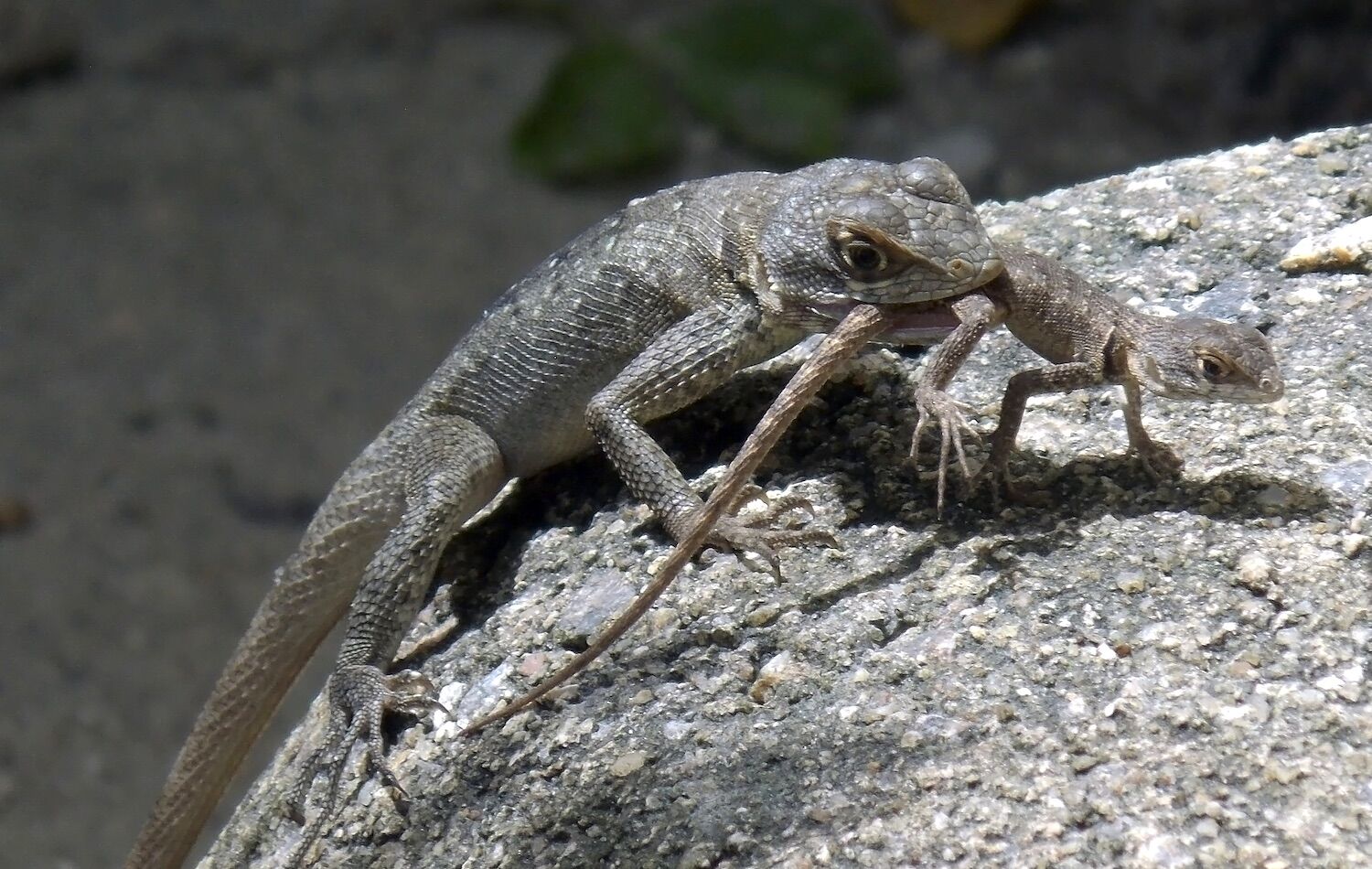 Why do some animals eat their young? The reasons are more than many…