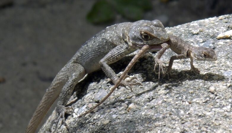 Why do some animals eat their young? The reasons are more than many…