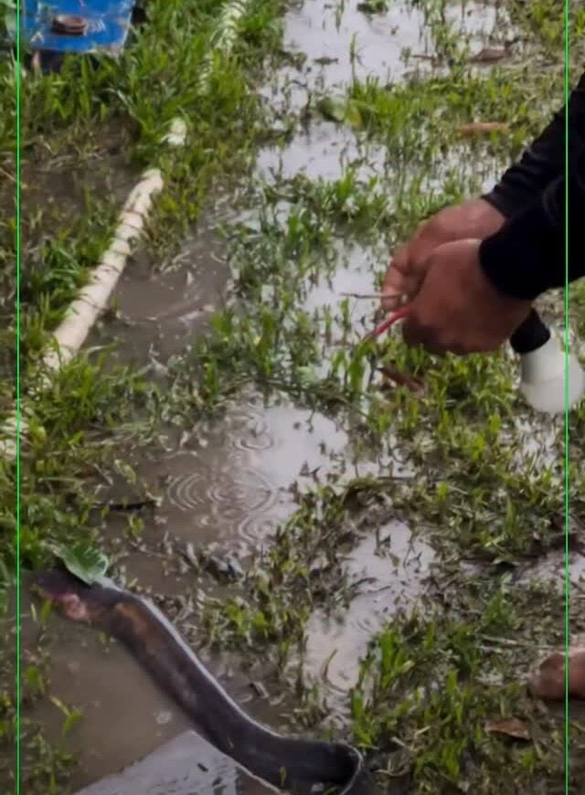 In Acre, secretary lights lamp using electric fish and images are impressive