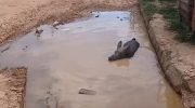 Pig is caught bathing in a hole with water and the scene attracts attention in the interior of Acre