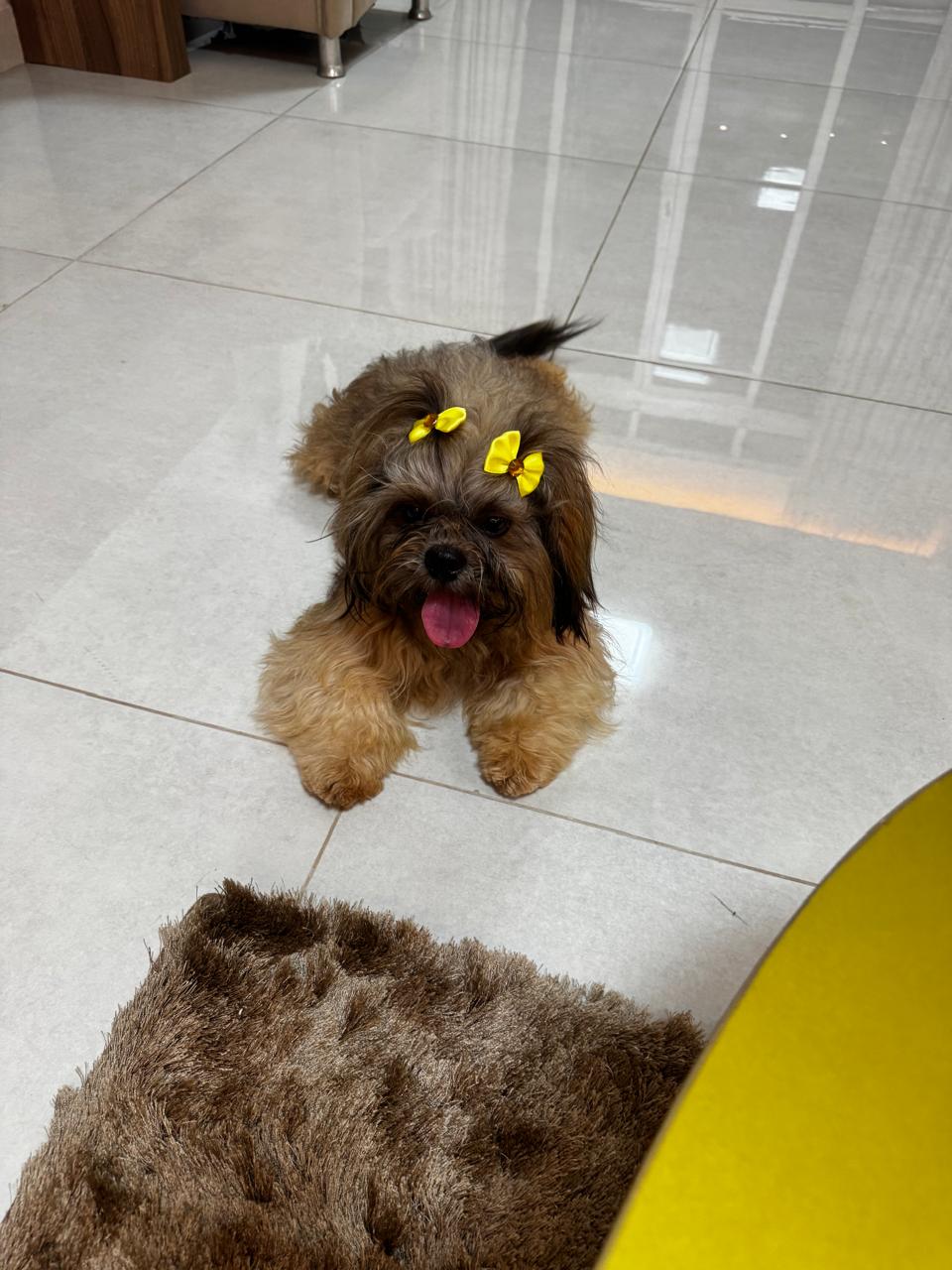 Three dogs disappear in the Bosque neighborhood and resident asks the public for help; information get in touch