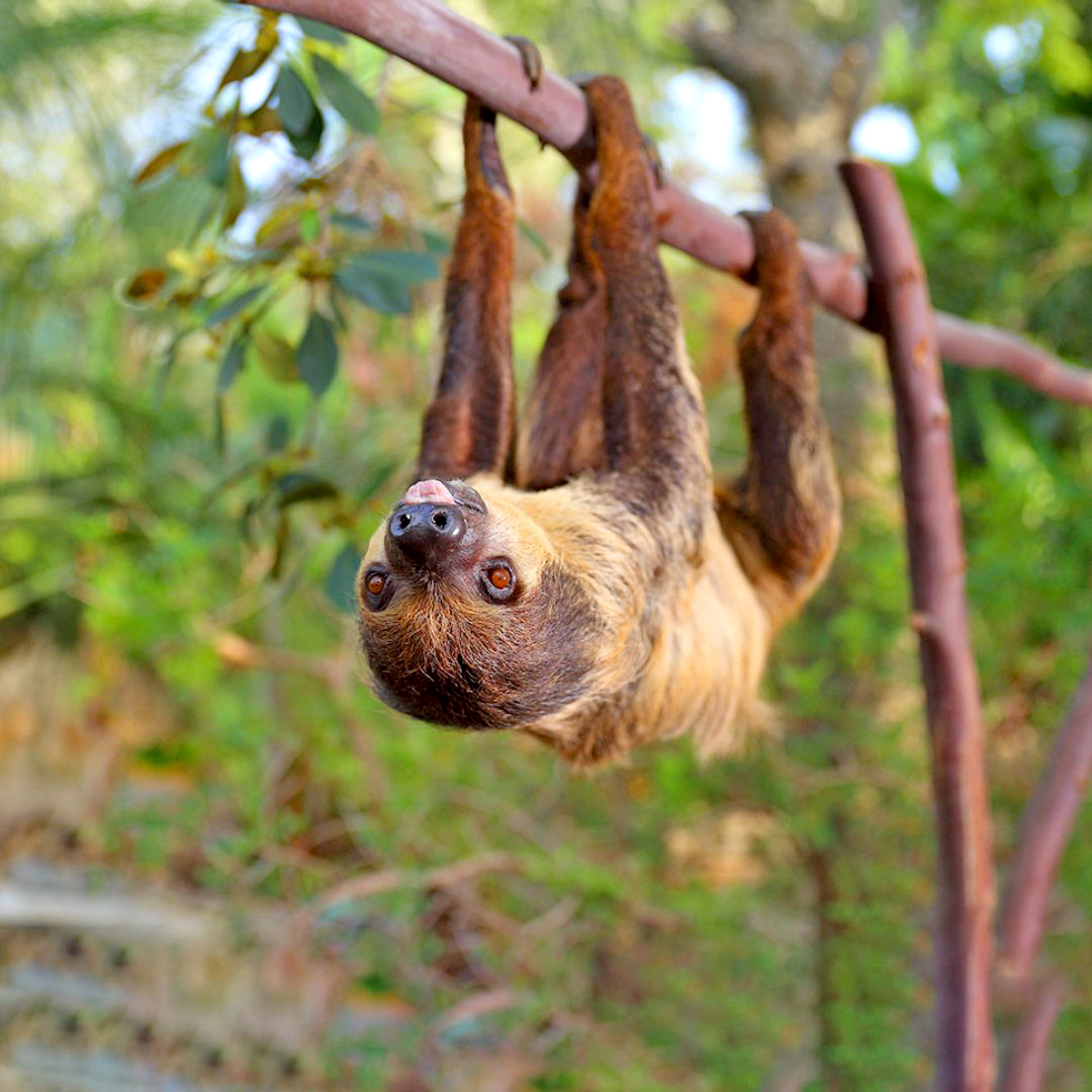 Animal welfare is once again recognized at Zoomarine for the eighth year in a row