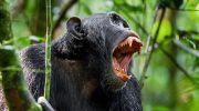 The chimpanzee's scream still awakens an ancestral instinct in our brain
