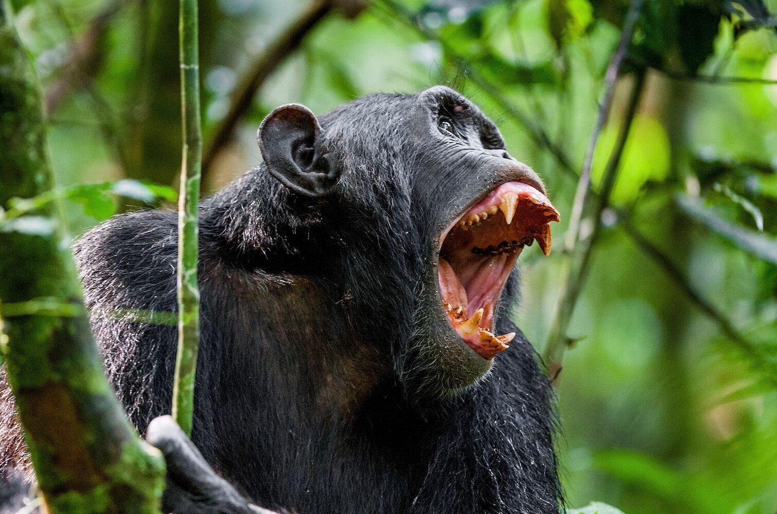 The chimpanzee's scream still awakens an ancestral instinct in our brain