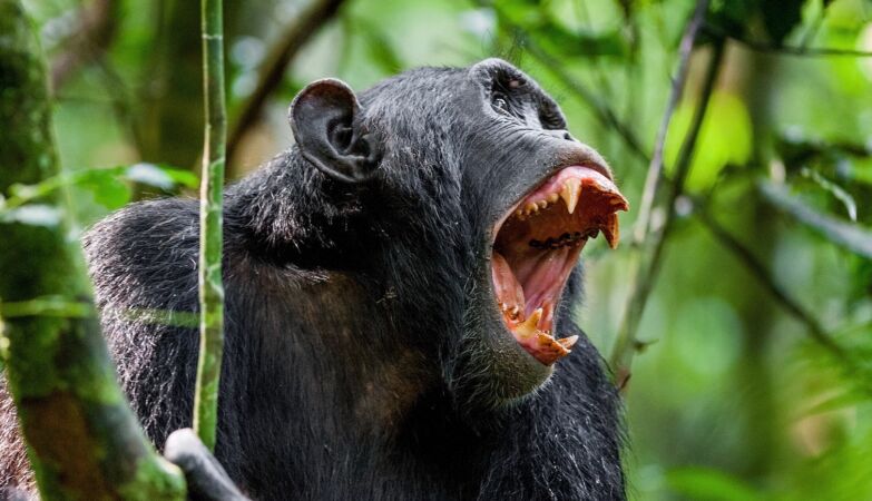 The chimpanzee's scream still awakens an ancestral instinct in our brain
