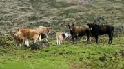 Abandoned cows on the distant island of Amsterdam continue to fascinate scientists