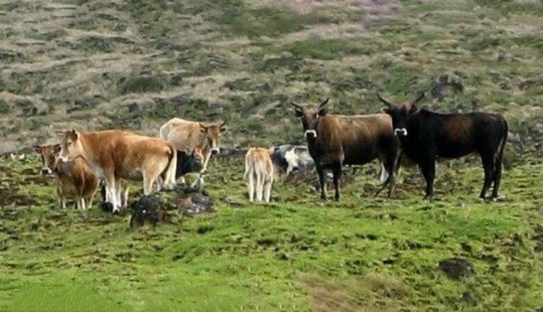Abandoned cows on the distant island of Amsterdam continue to fascinate scientists