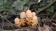 They're not mushrooms. A bizarre parasitic plant violates all the rules of biology