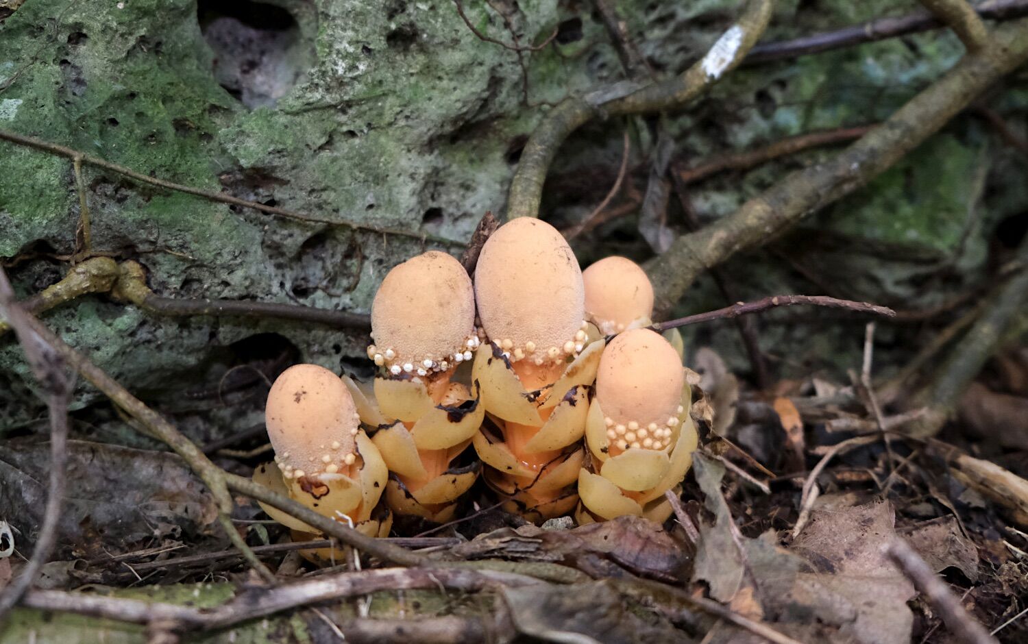 They're not mushrooms. A bizarre parasitic plant violates all the rules of biology